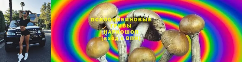 Галлюциногенные грибы Psilocybine cubensis  Фролово 